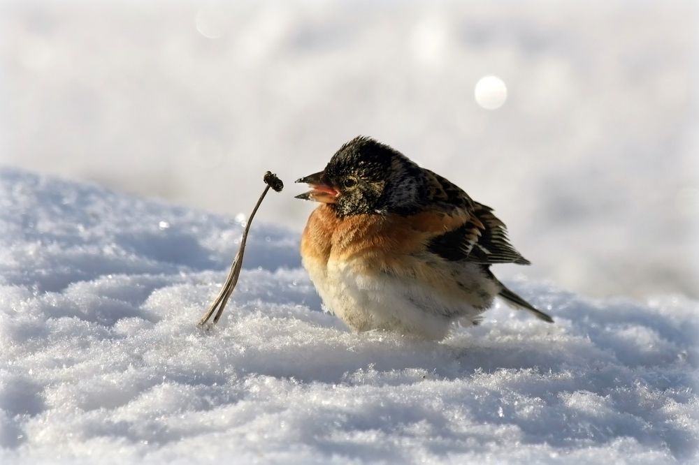 Я вам спою.....