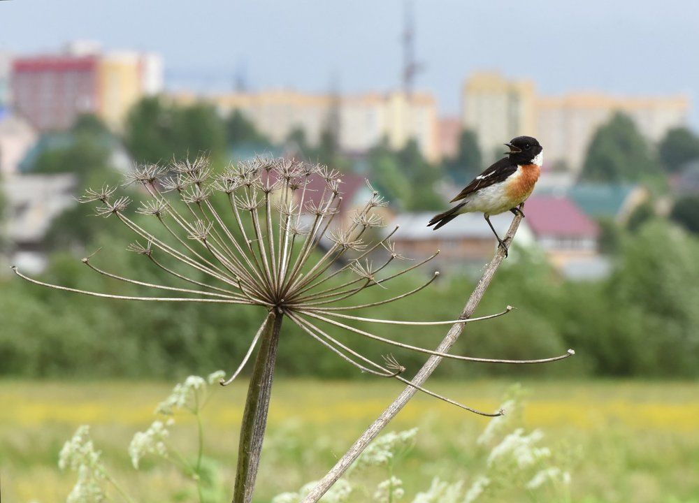 Черноголовый чекан