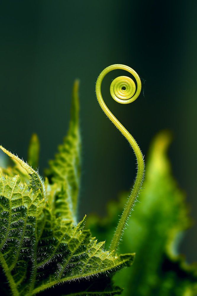 Дикое, но симпатишное...