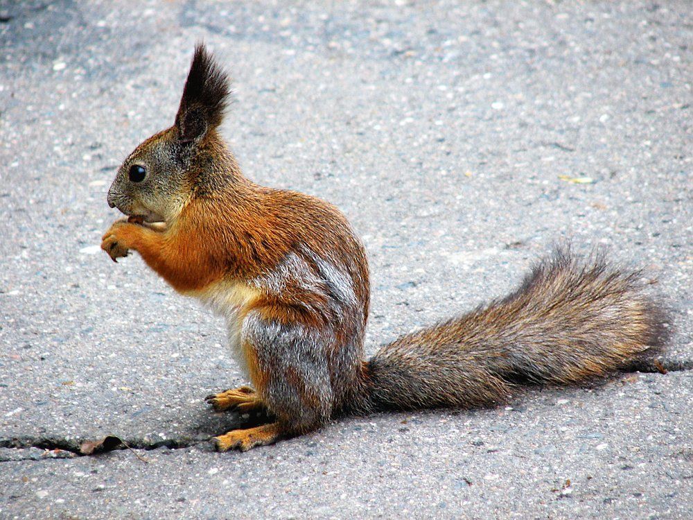 У меня ужин. И пусть весь люд подождёт...
