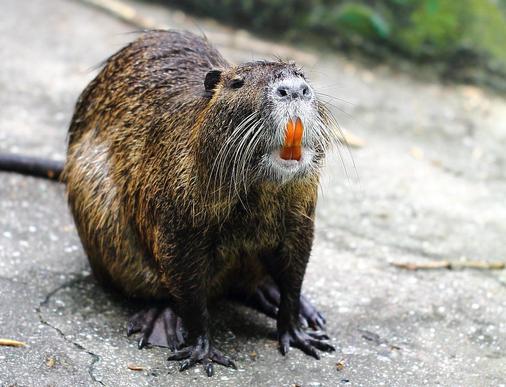 Какая-то странная зубная паста...