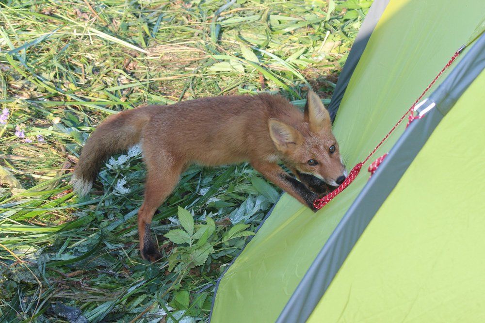 Пустите погрется