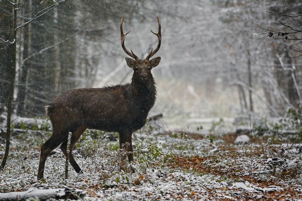 Лесной страж