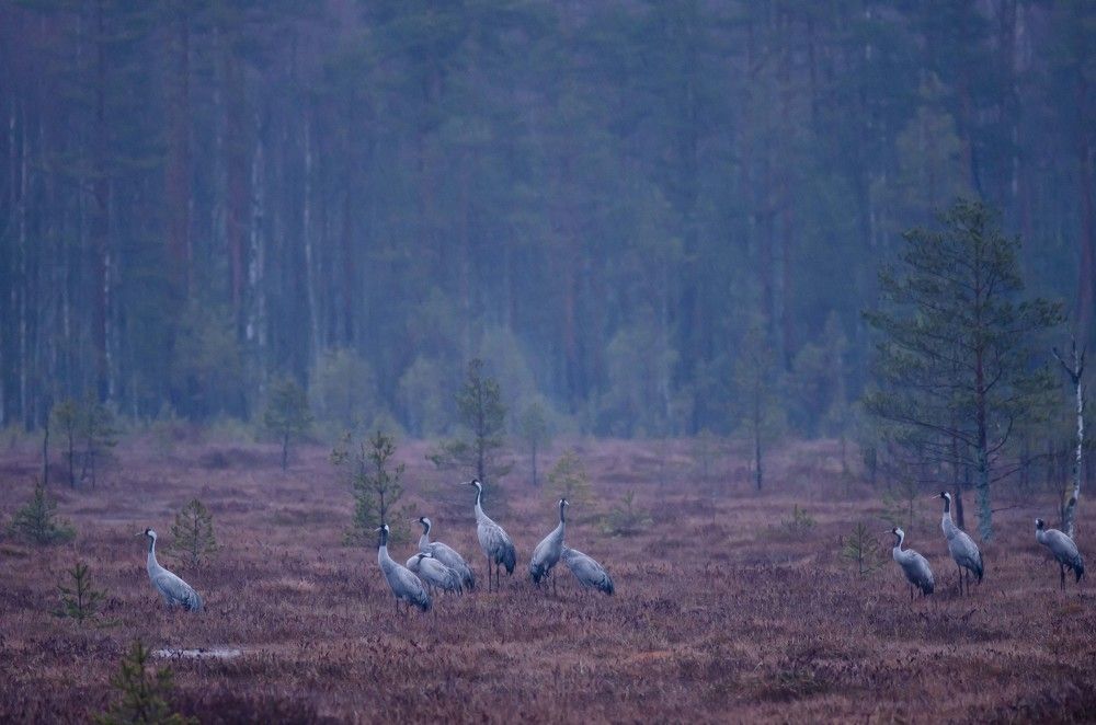 Серые ноты дождя