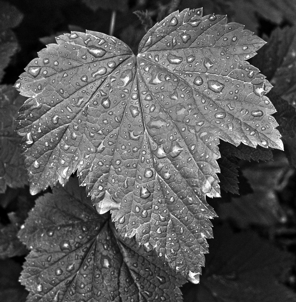 Лист смородины