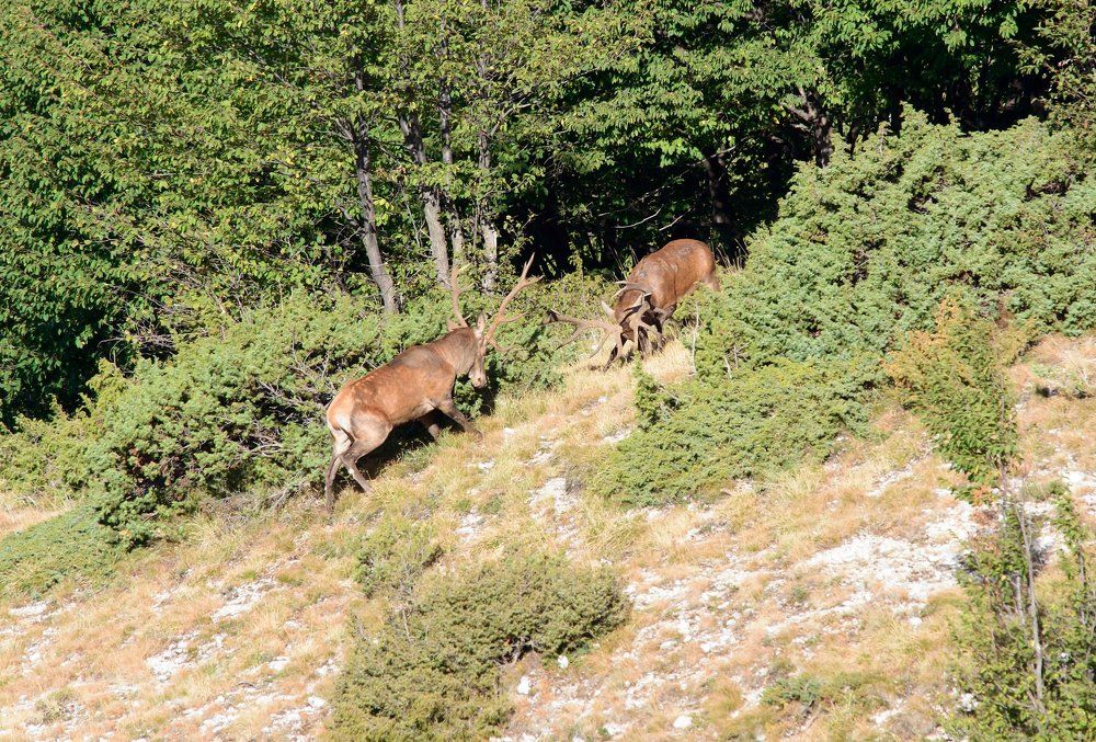 Combattimento tra due Cervi