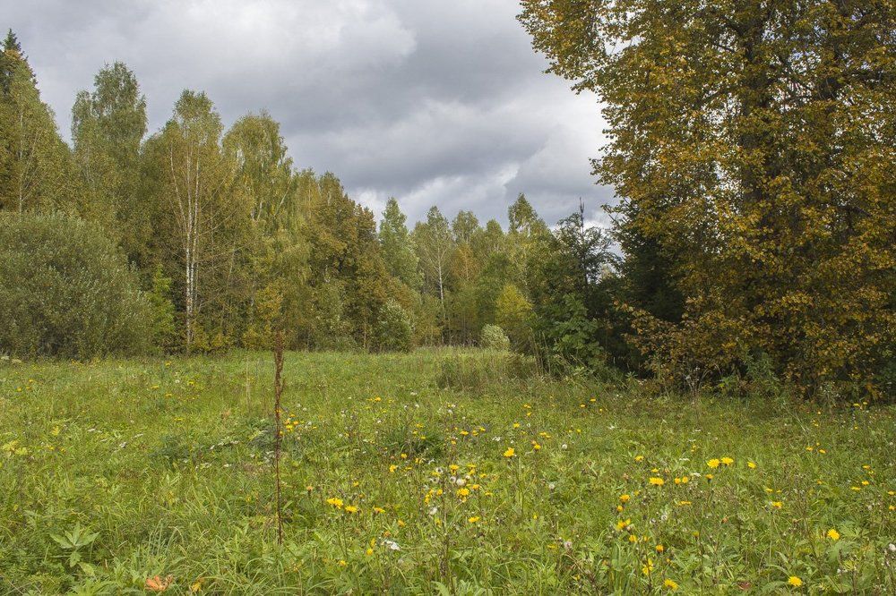 На лесной поляне