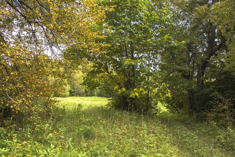 На лесной поляне.