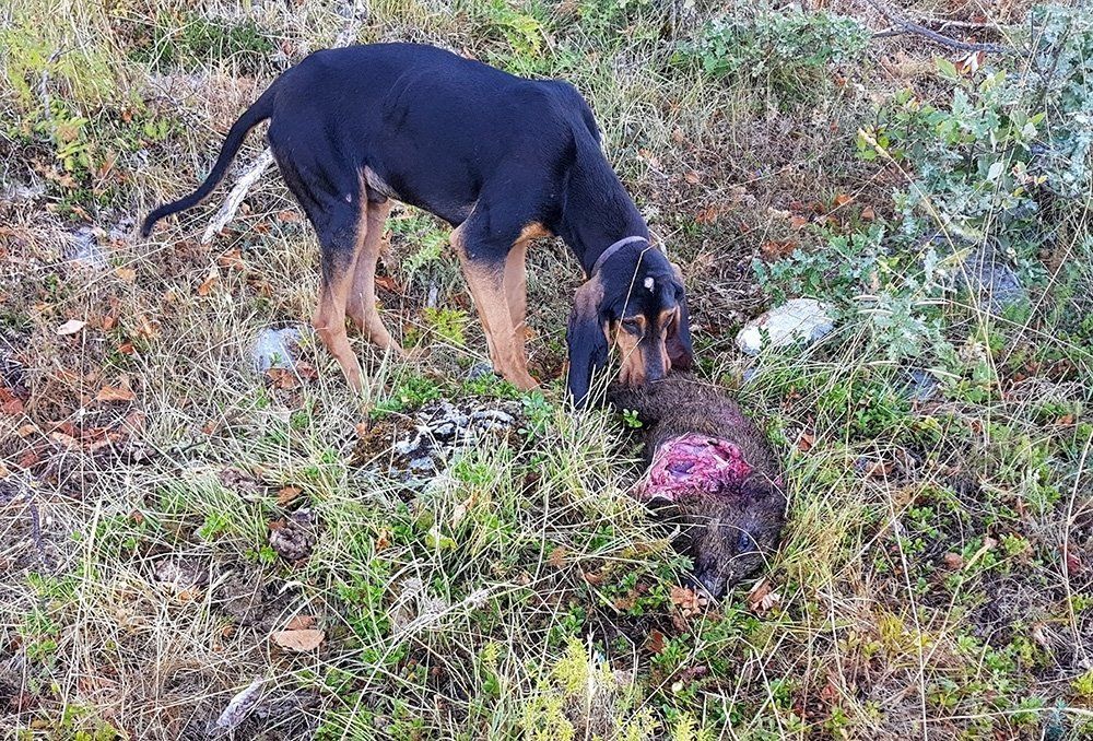 Un segugio che bracca il cinghiale
