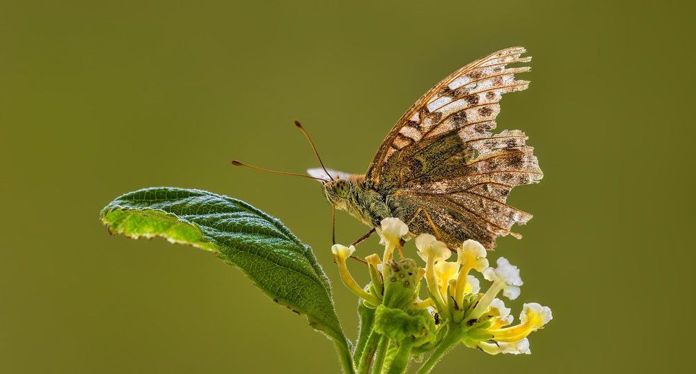 Осенний нектар