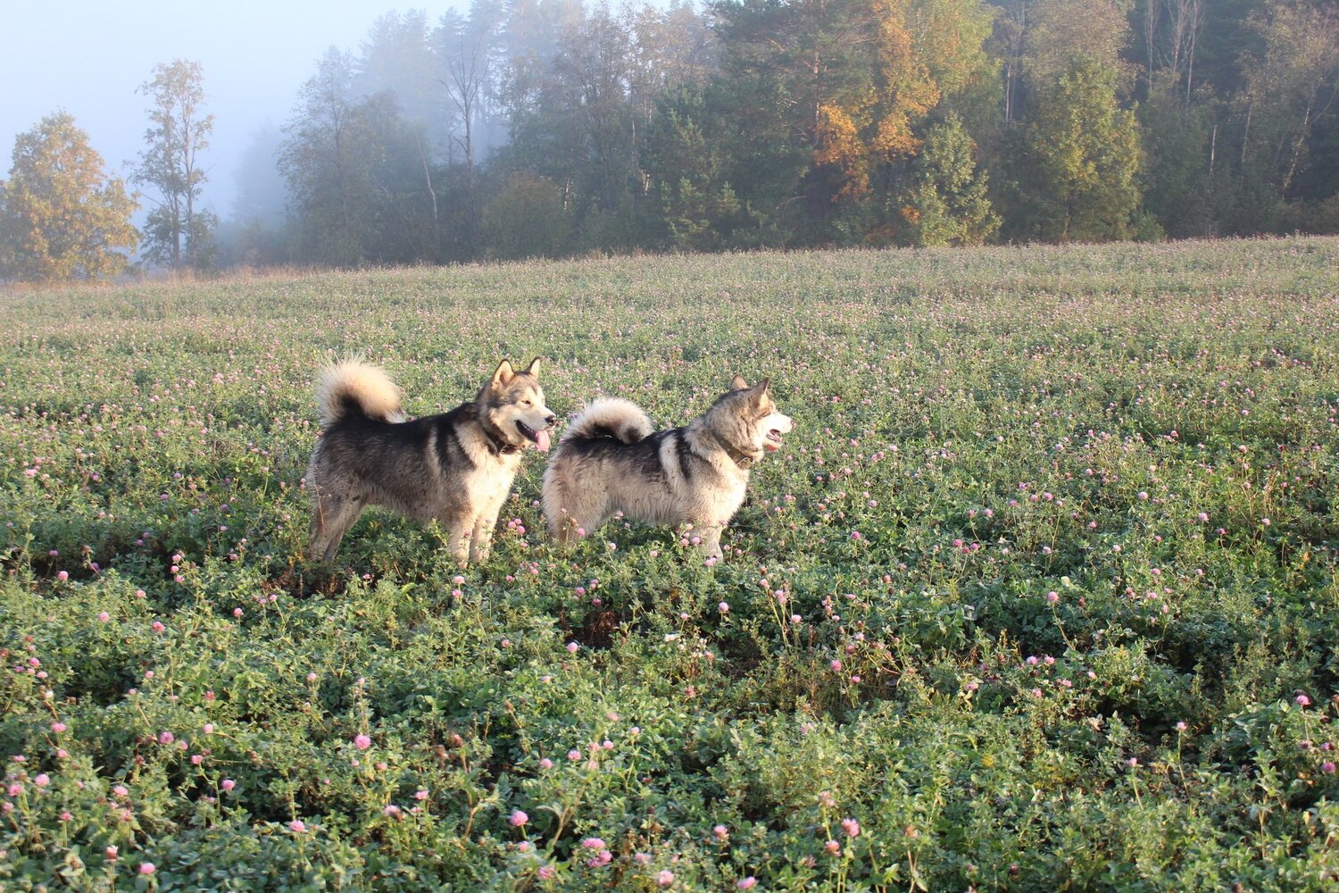 Photo #1964746