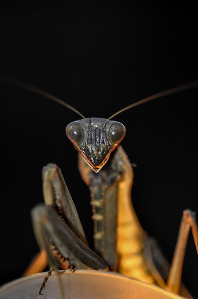 Mantis (Marvel Comics)