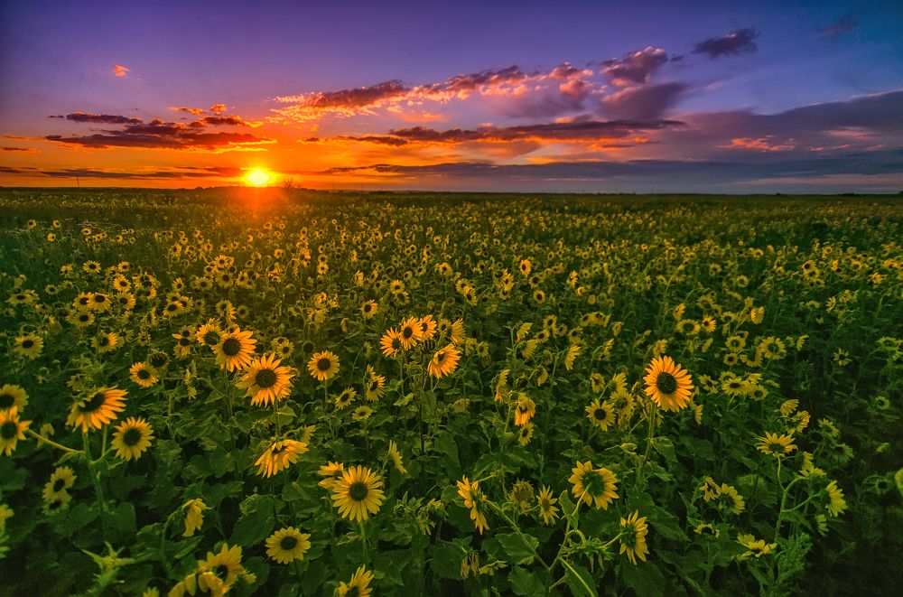 Племяники солнца