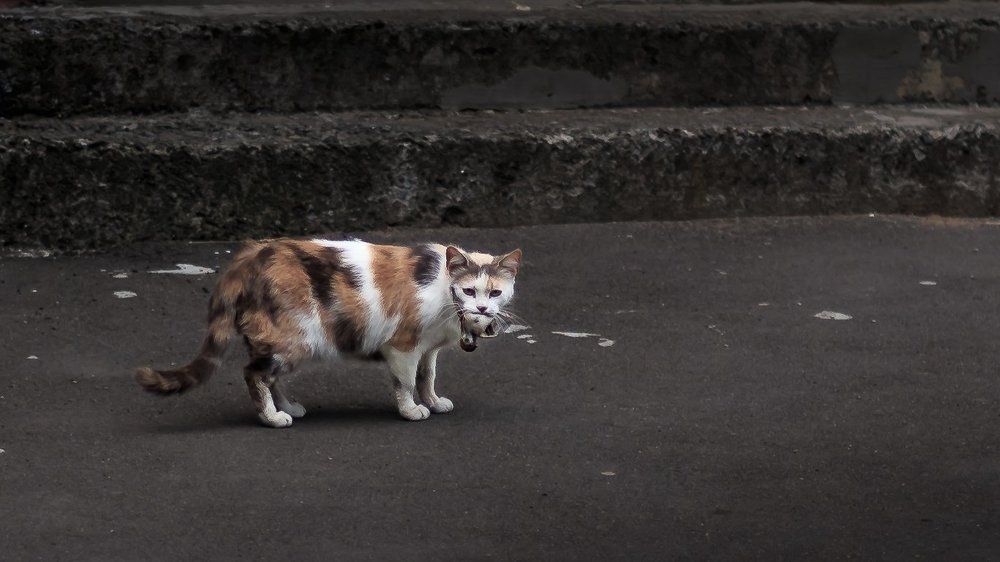 Птичка и Кошка.