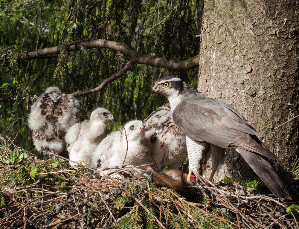 Кормление хищников!