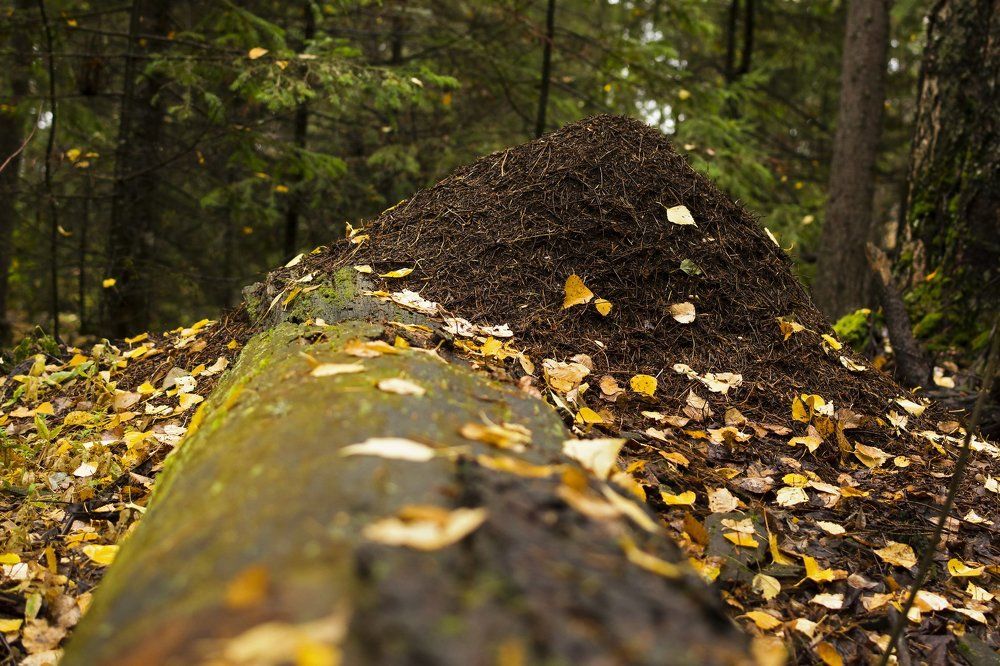 Осенний муравейник