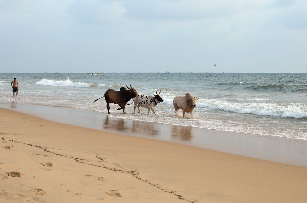 Одинокий пастух