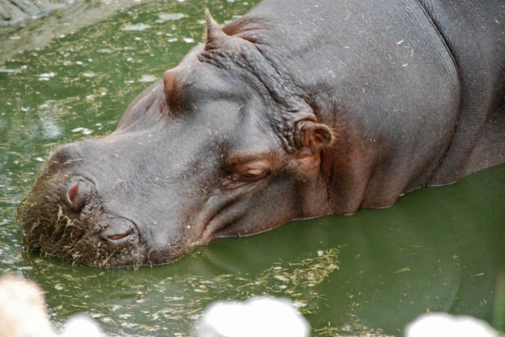 Hippopotamus
