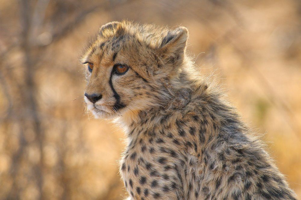 Little Cheetah
