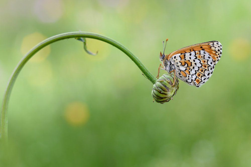 melitaea