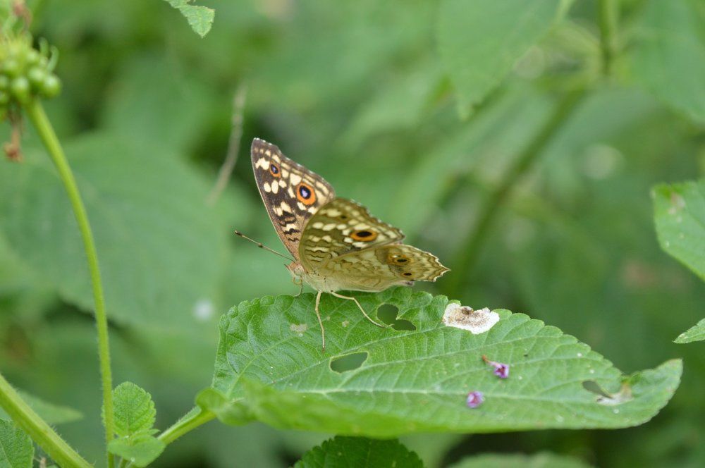 Click with nikon d3200