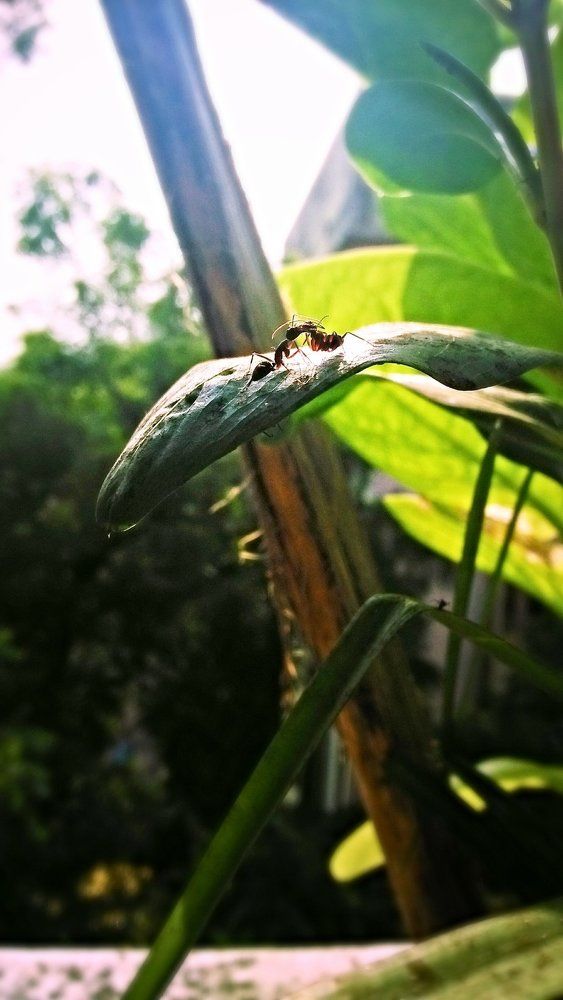 Love ants