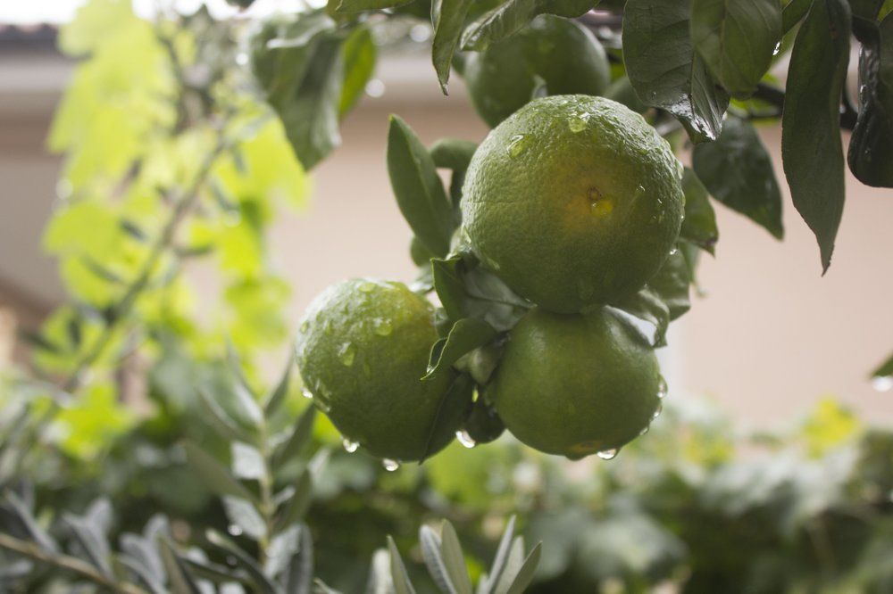 Mandarin
