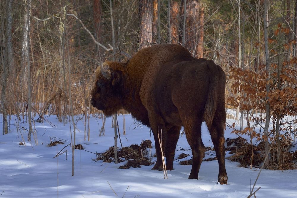 Встреча в горах
