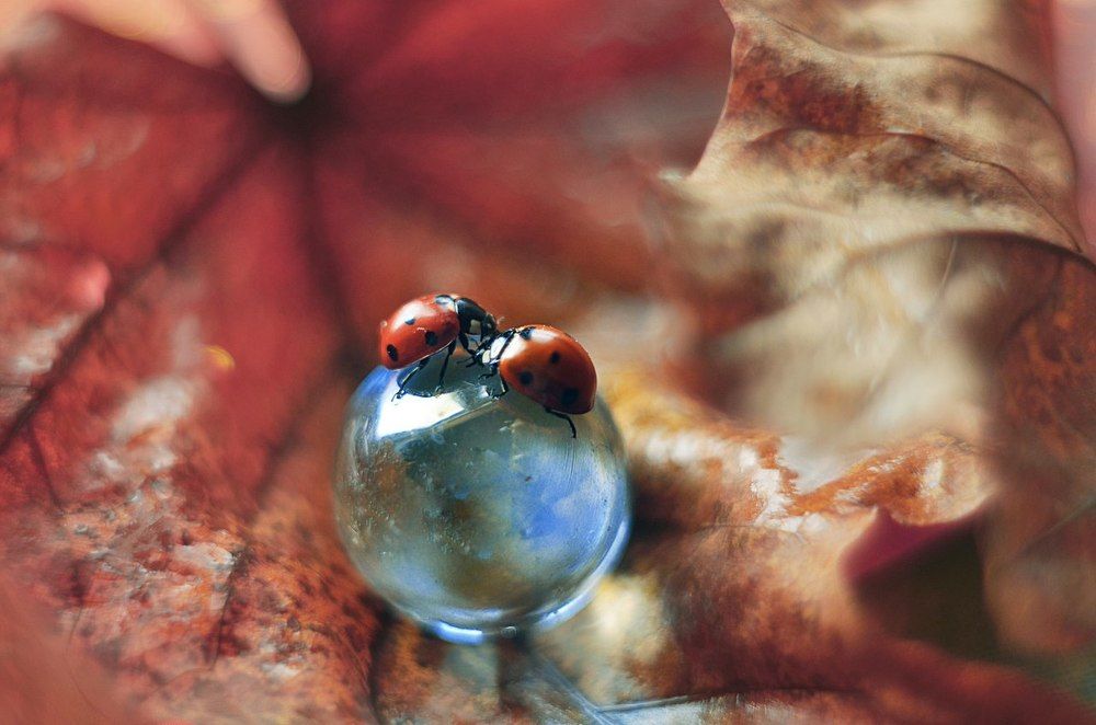 Осеннее свидание