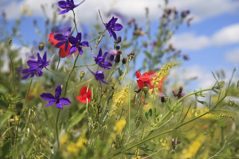 цветы полей Российских