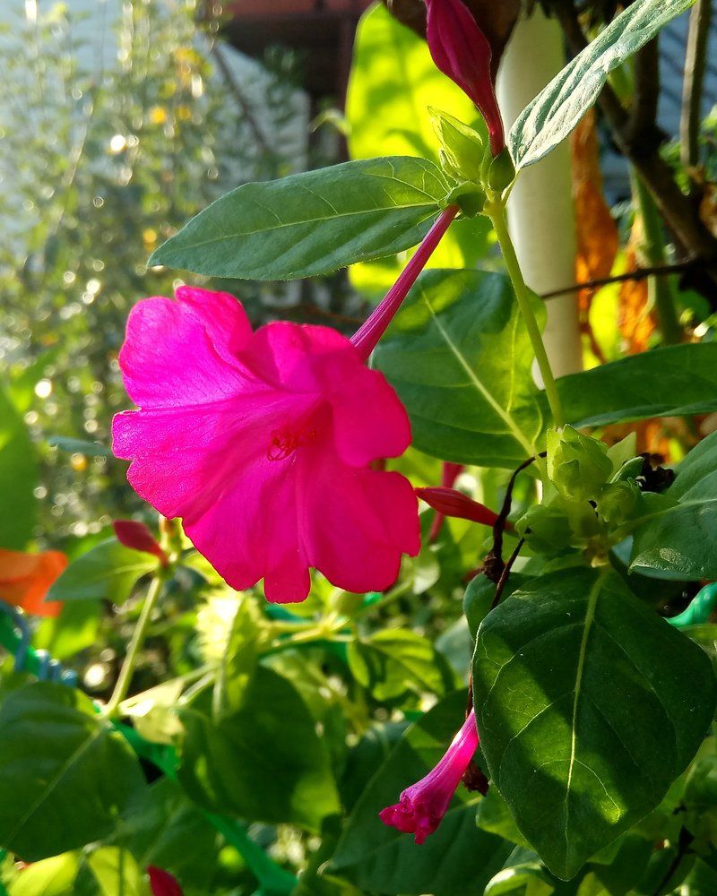 ранняя зорька