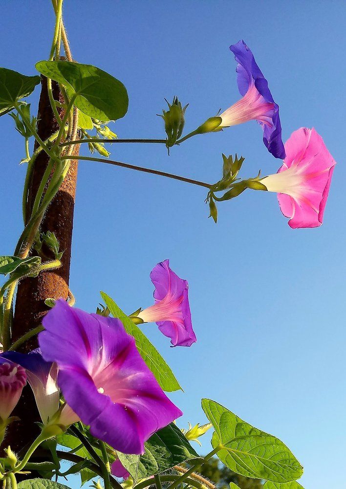 утренние колокола