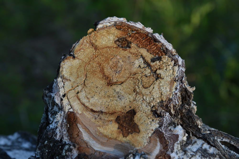 Девочка-берёзка.