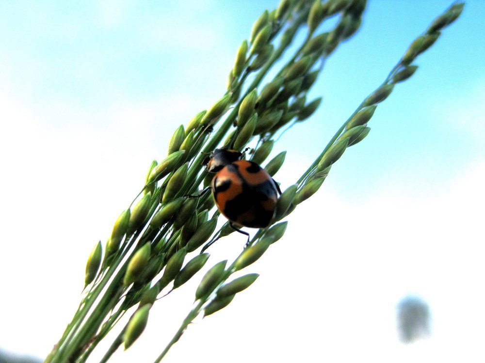 Bug life