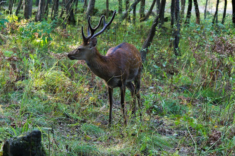 Пятнистый олень