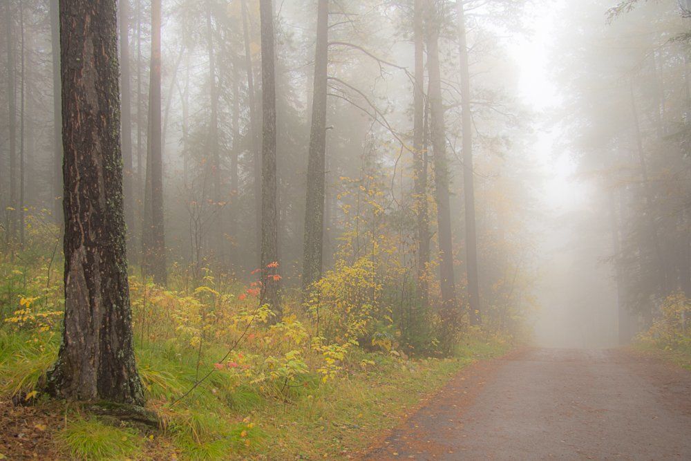 Утро туманное