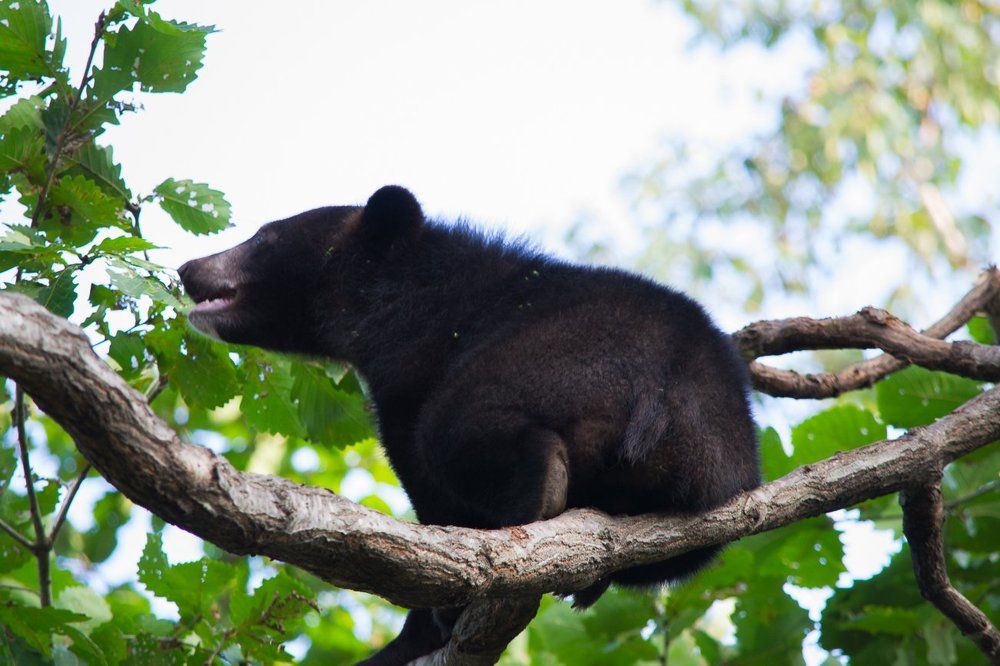 Гималайский медвежёнок