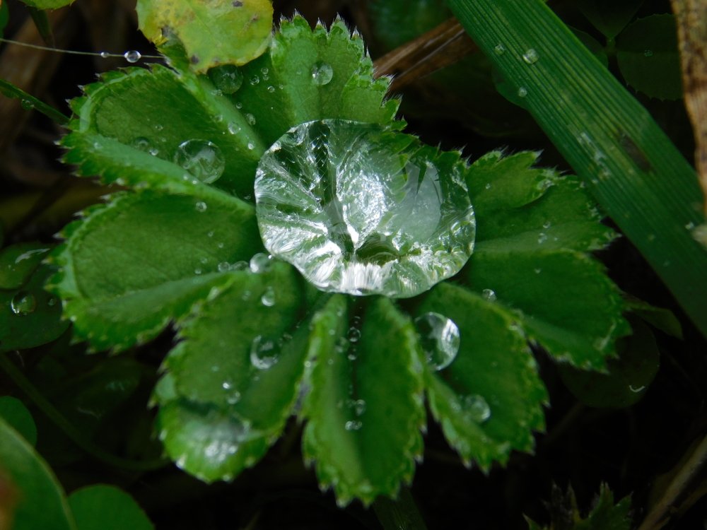 Алмазная росинка