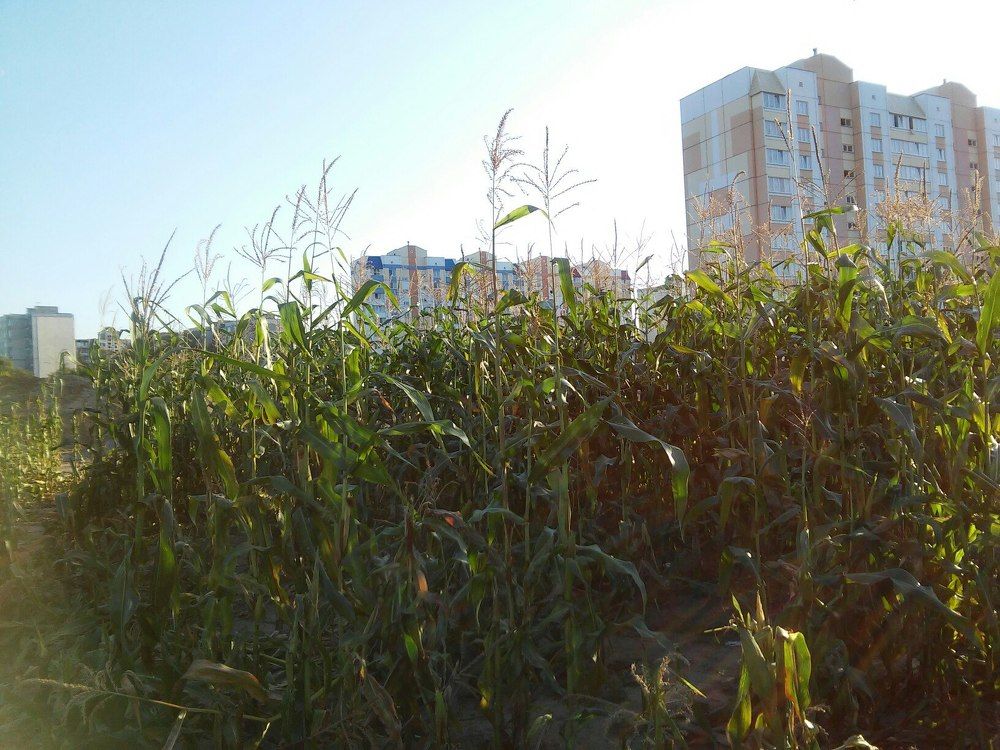 Кукурузное поле