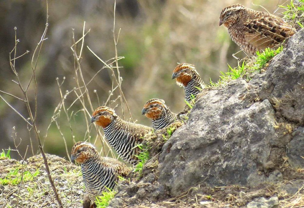 #Jungle Bush Quail