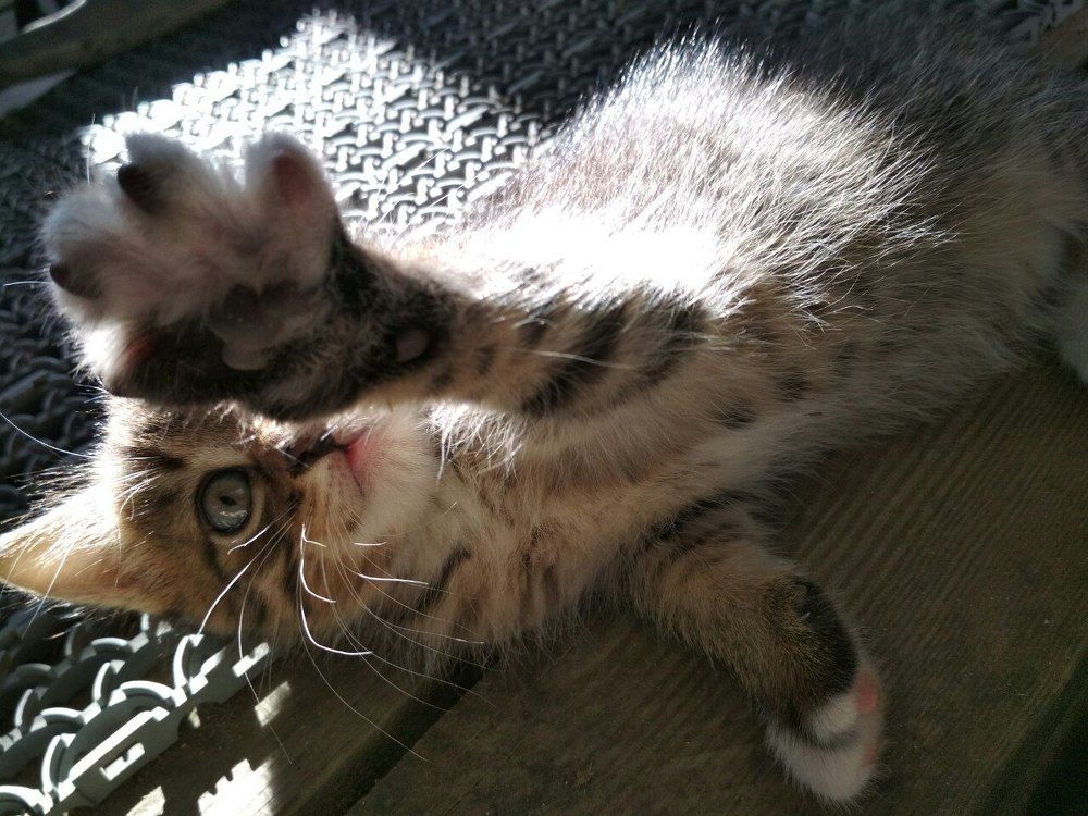 котейка