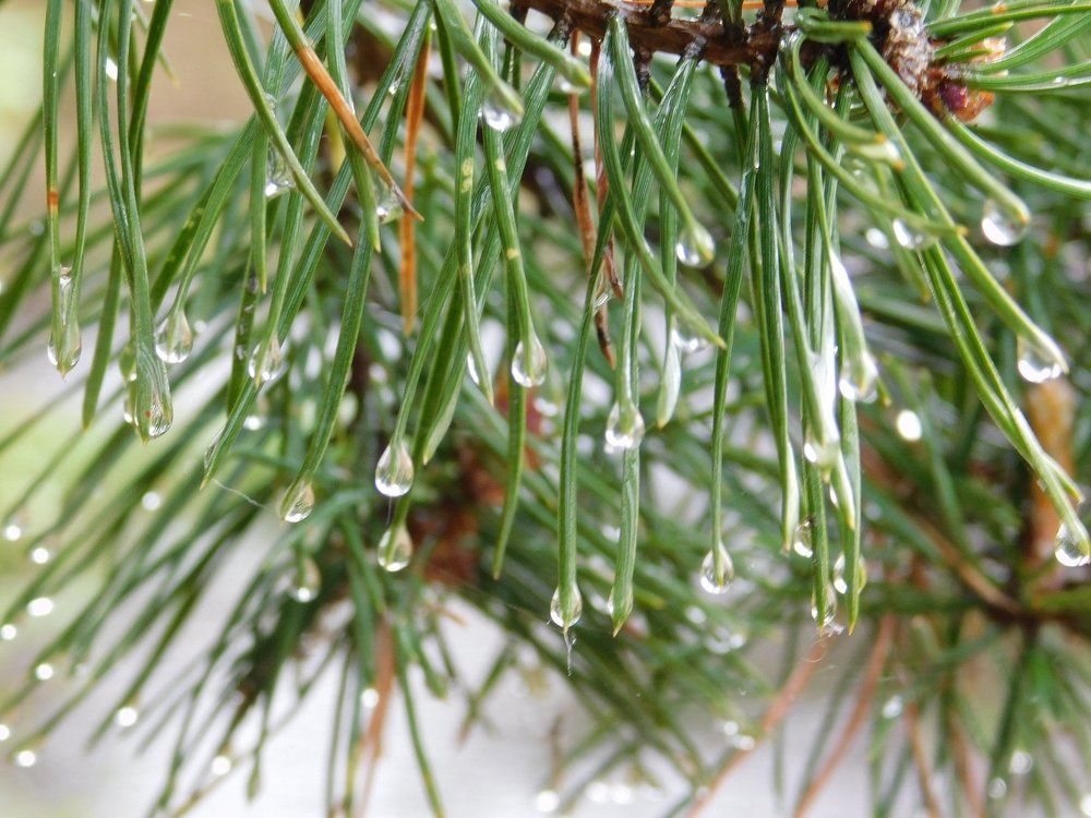 После дождя