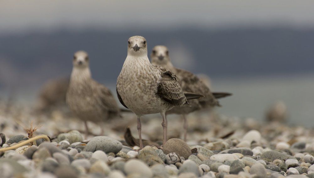 Дневной дозор