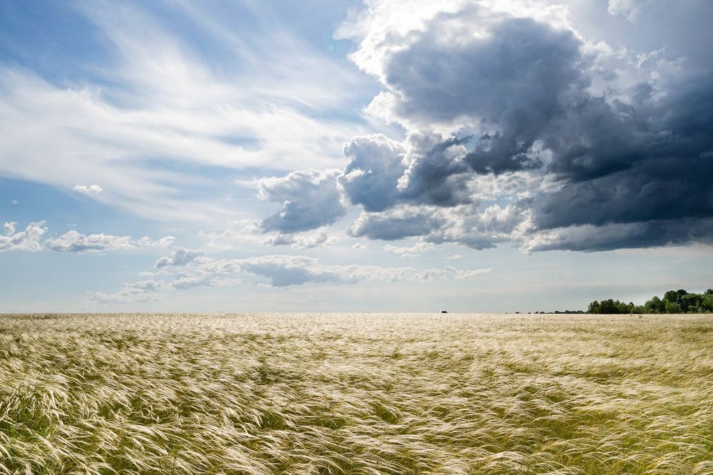 Ковыльный год!