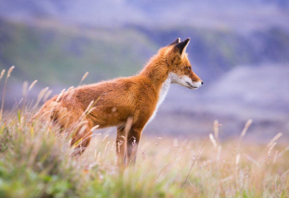 Смотрящий вдаль