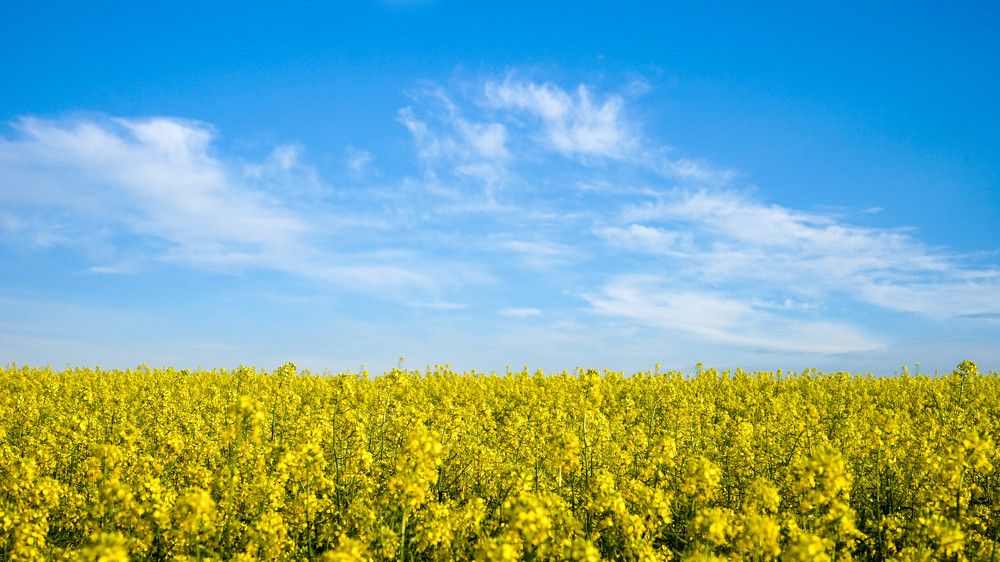 Цветущие посевы