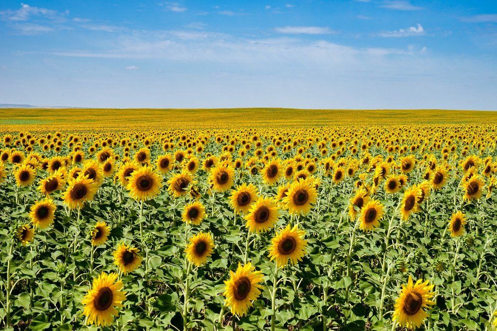 Солнечное лето