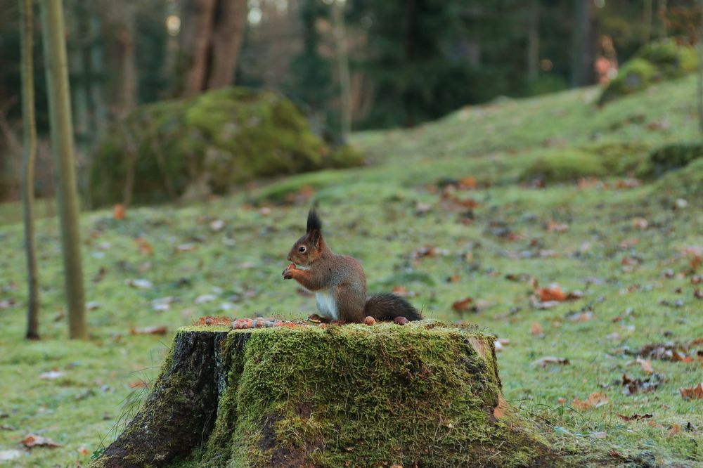 подготовка к долгой зиме.