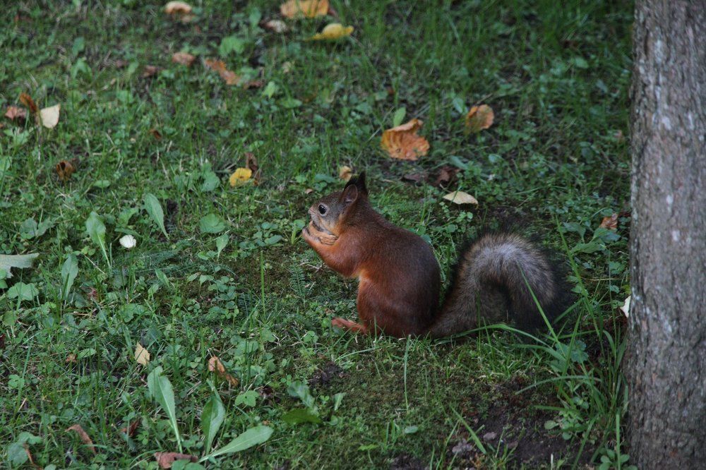 Жительница Петергофа