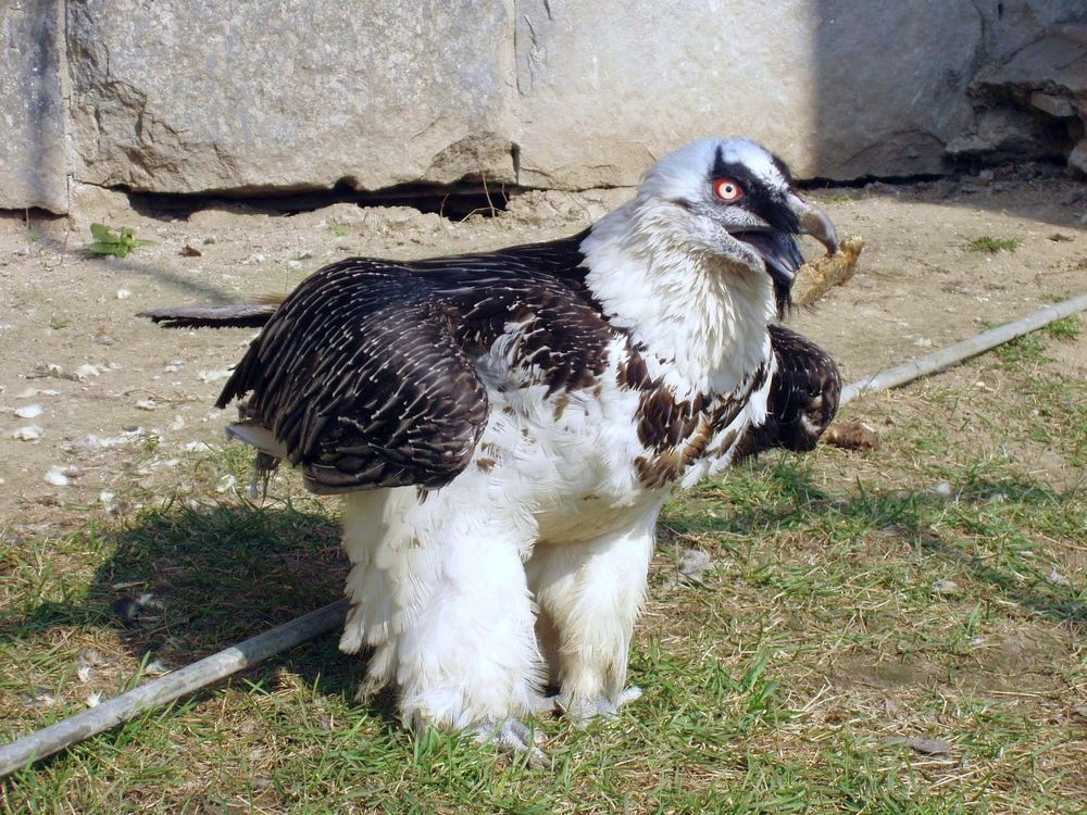 к бою готов....